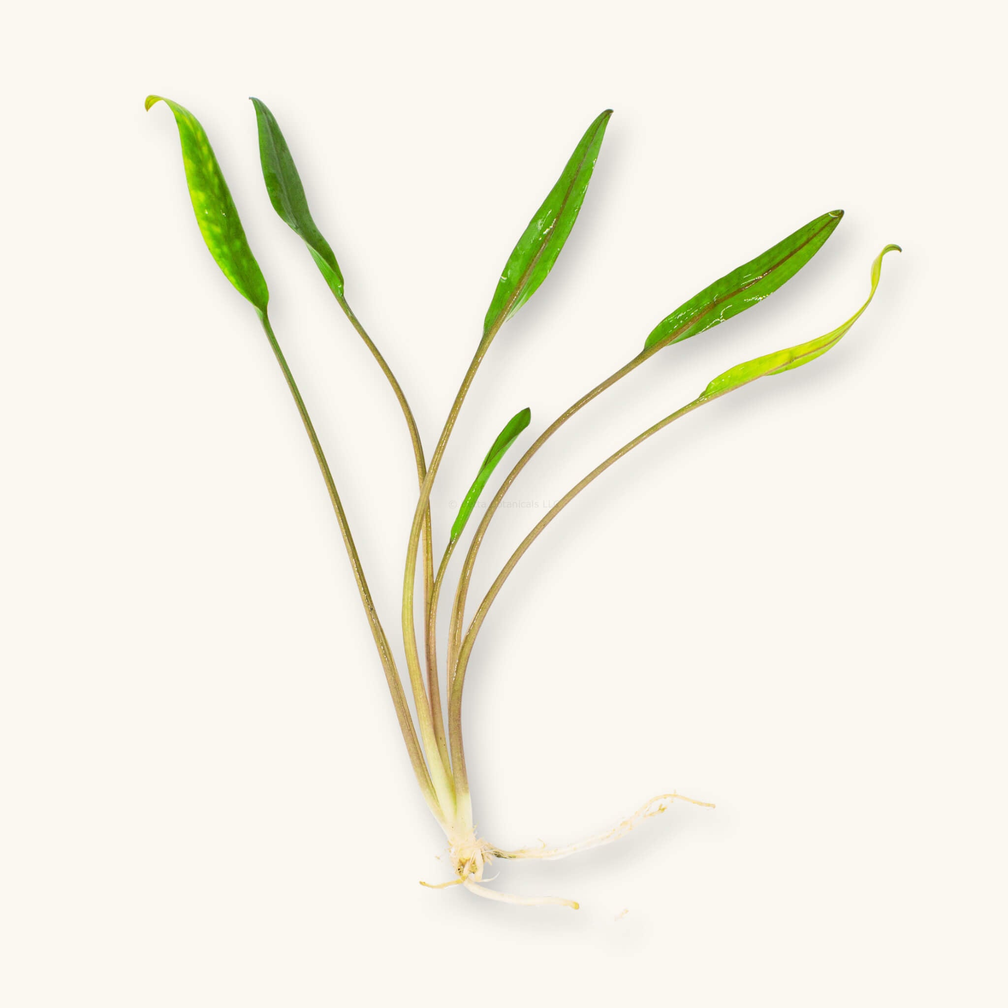 Bare-root Cryptocoryne lucens aquarium plant with slender green leaves and visible roots, photographed on a natural background at Betta Botanicals.