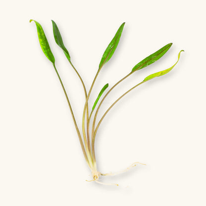 Bare-root Cryptocoryne lucens aquarium plant with slender green leaves and visible roots, photographed on a natural background at Betta Botanicals.