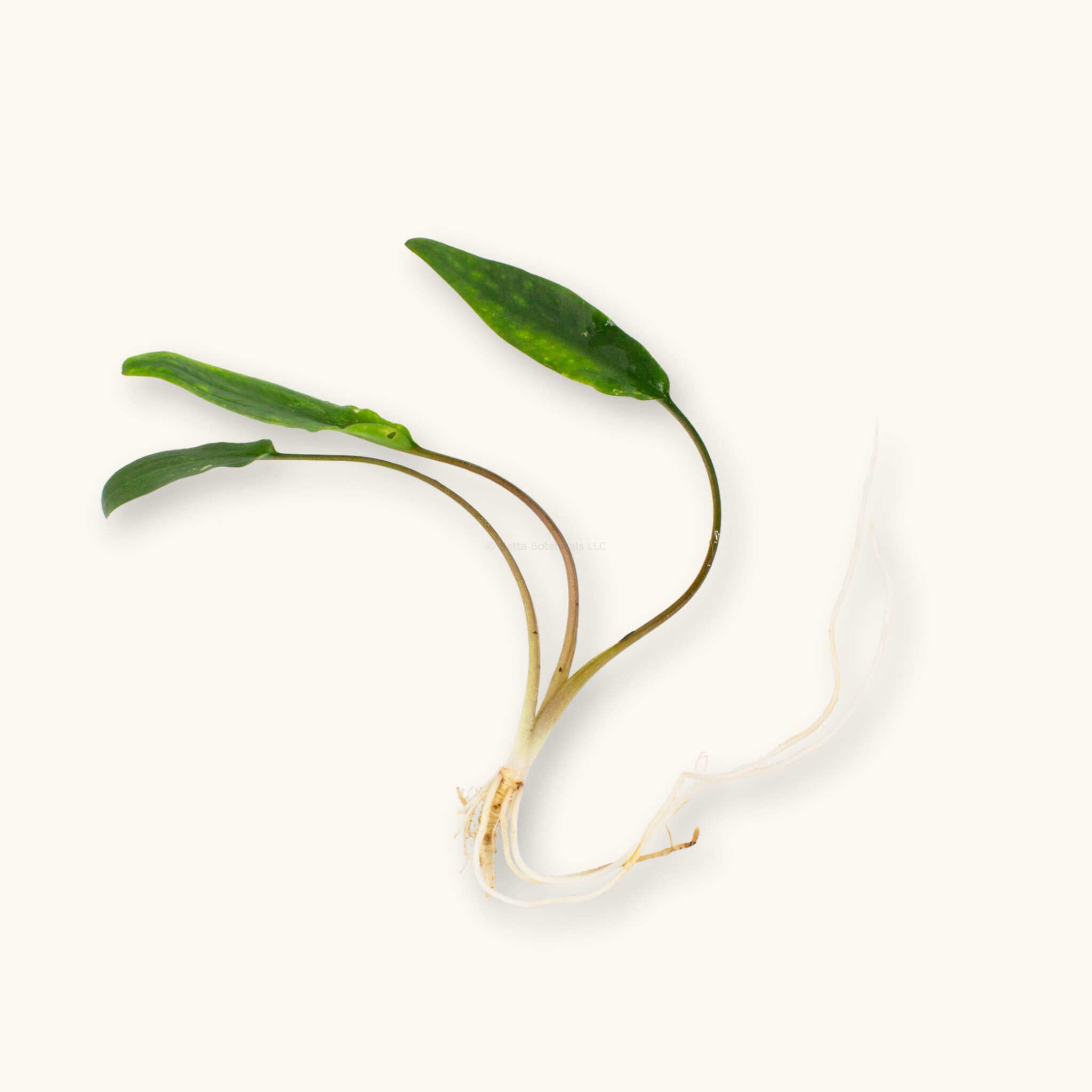Bare-root Cryptocoryne lutea aquarium plant with upright green leaves and white roots, photographed on a natural background at Betta Botanicals.