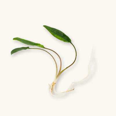 Bare-root Cryptocoryne lutea aquarium plant with upright green leaves and white roots, photographed on a natural background at Betta Botanicals.