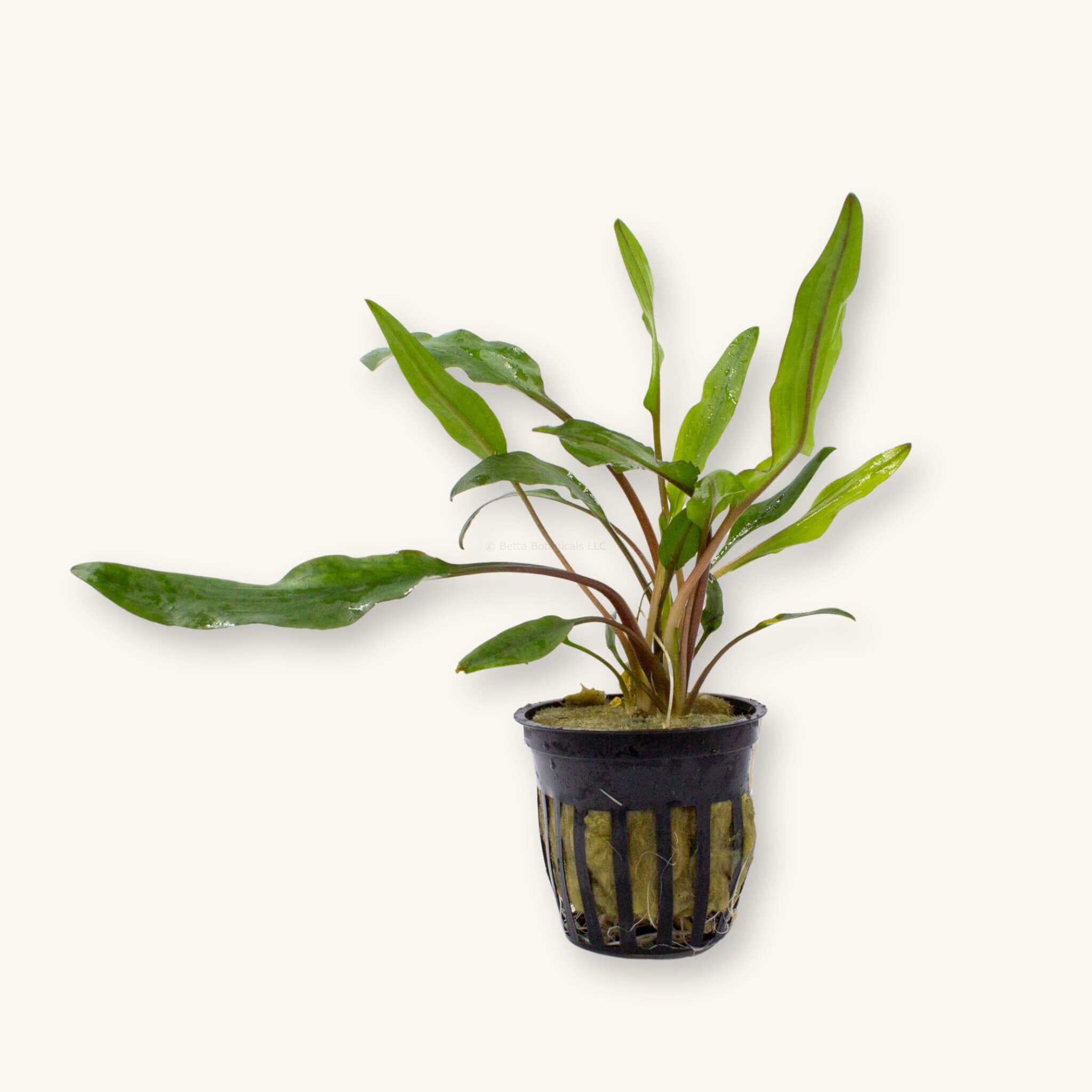 Potted Cryptocoryne lutea aquarium plant with clusters of tall green leaves in a black slotted pot, photographed on a natural background at Betta Botanicals.
