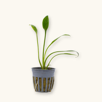 Potted Cryptocoryne parva aquarium plant with compact green leaves growing upright in a black slotted pot, photographed on a natural background at Betta Botanicals.