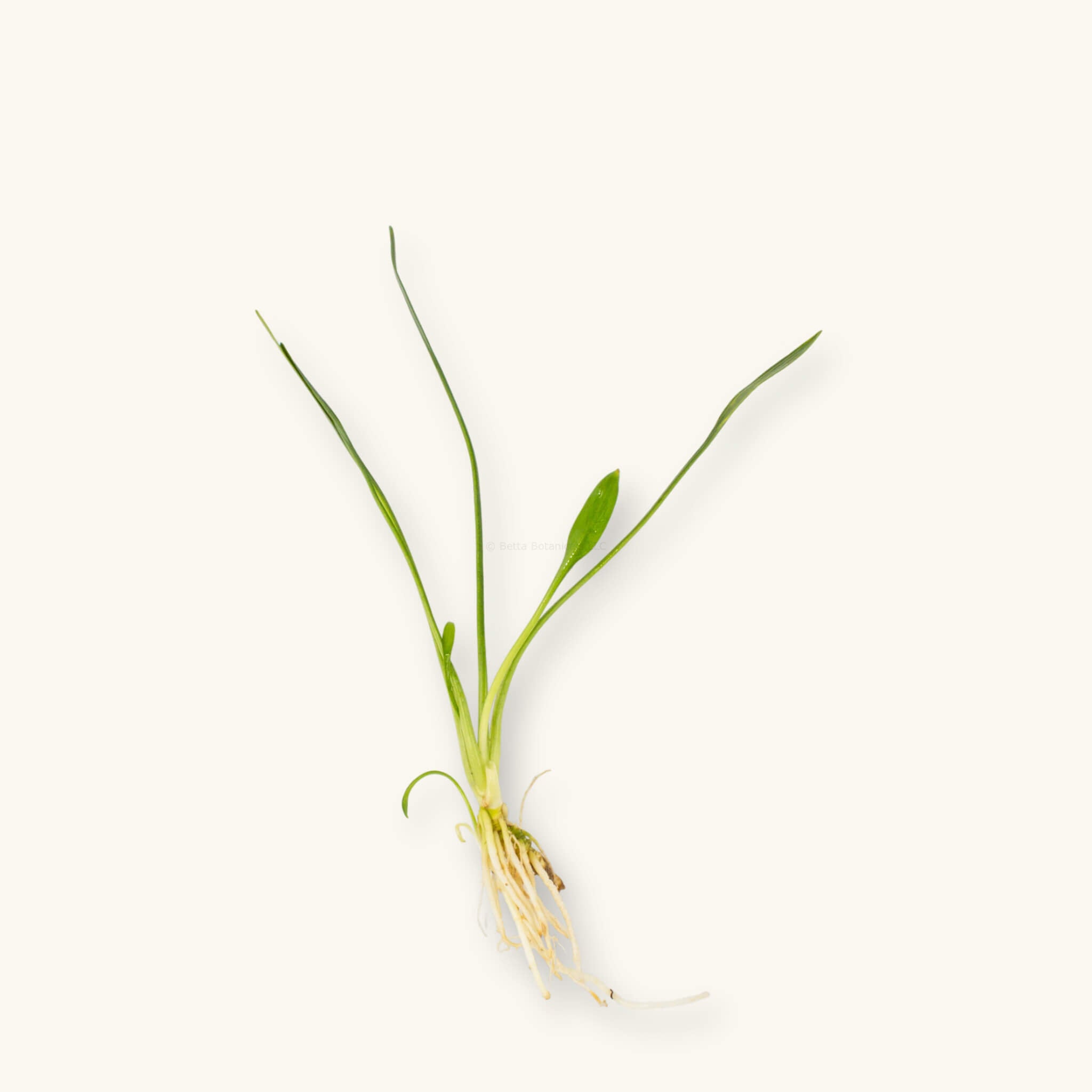 Bare-root Cryptocoryne parva aquarium plant with small lance-shaped green leaves and white roots, photographed on a natural background at Betta Botanicals.