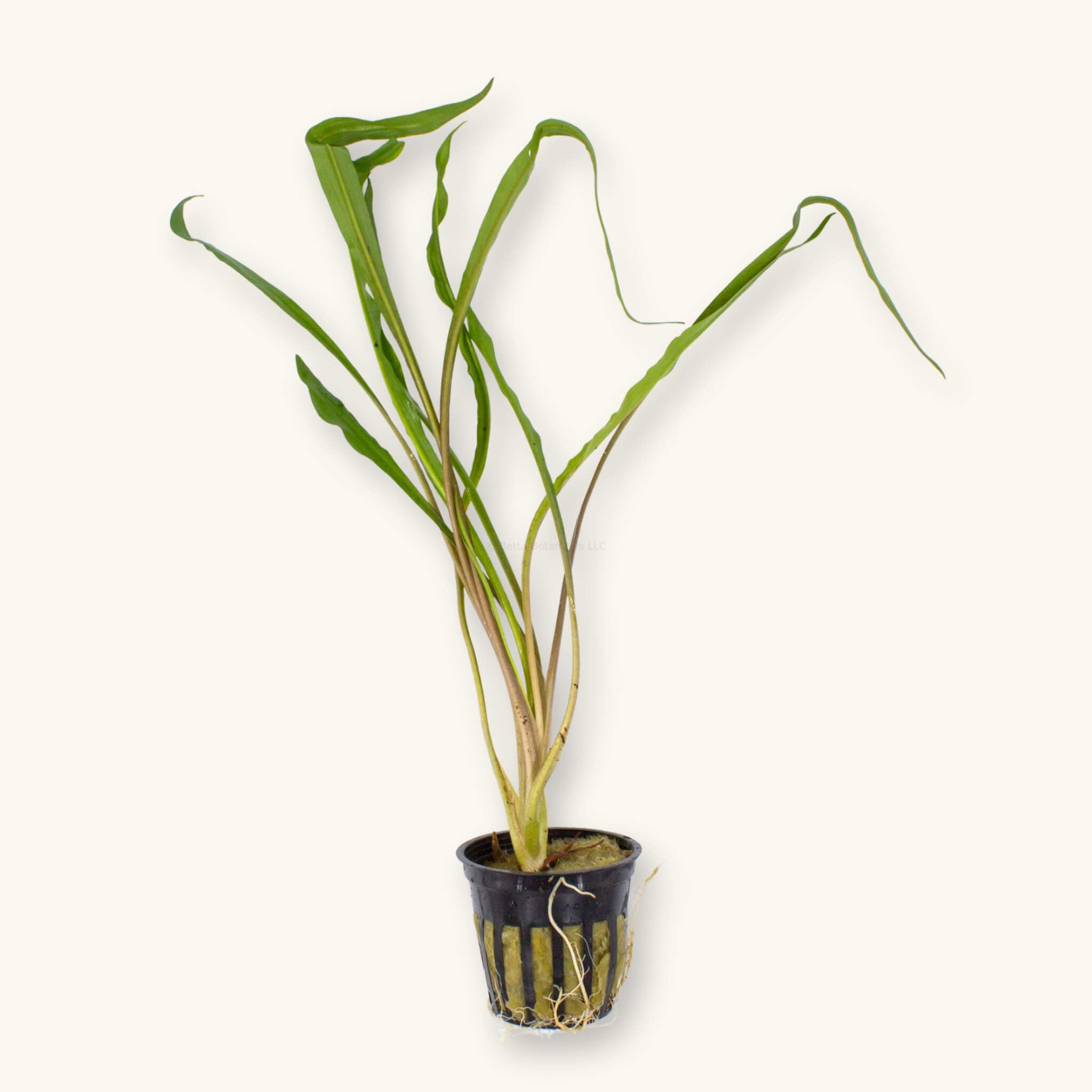 Potted Cryptocoryne Spiralis ‘Tiger’ aquarium plant with long, wavy green leaves that have subtle tiger‑stripe patterns, growing from a black slotted pot with visible roots, set against a plain natural background at Betta Botanicals.