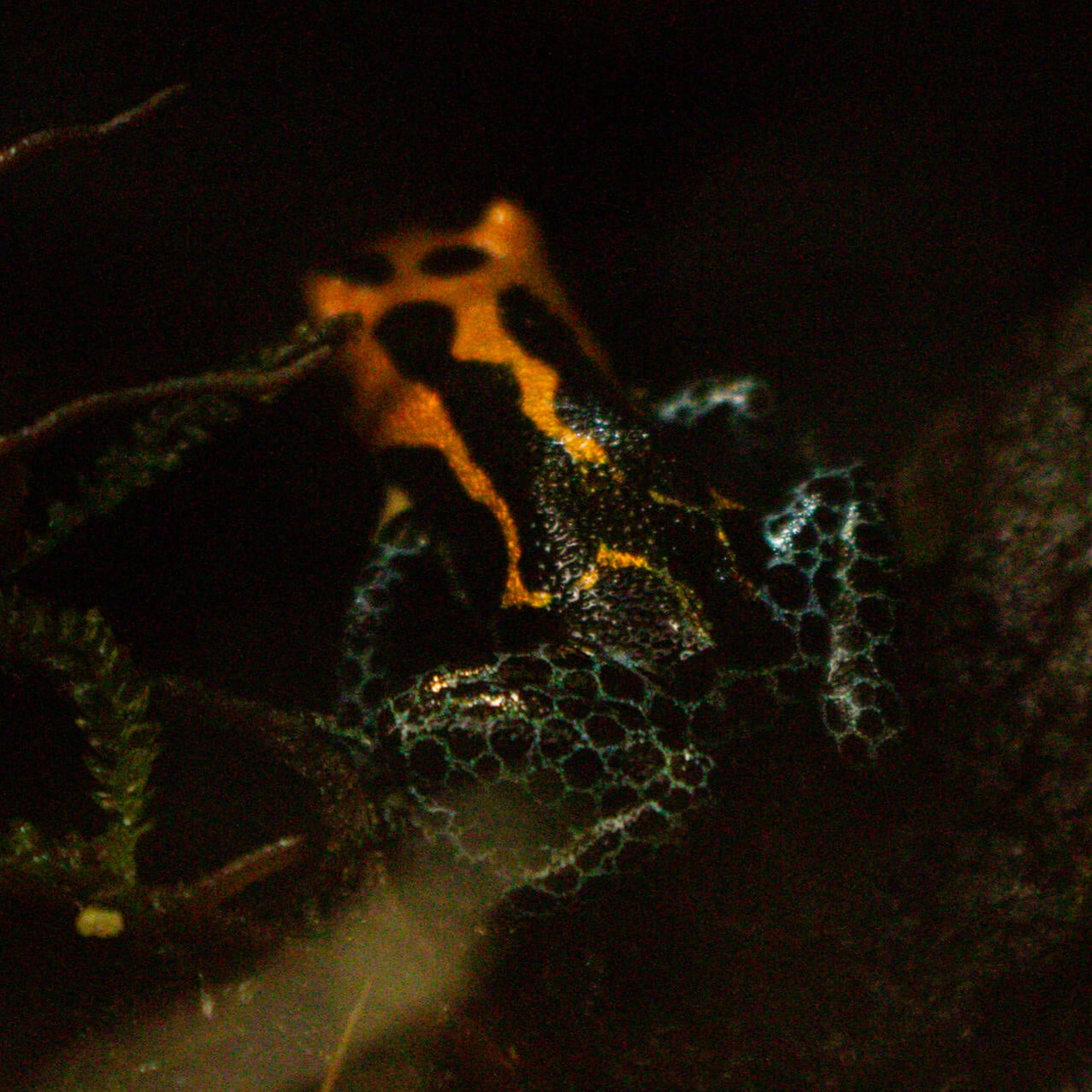 An orange, black, and blue poison dart frog on a monkey pod, photographed in a vivarium at Betta Botanicals.