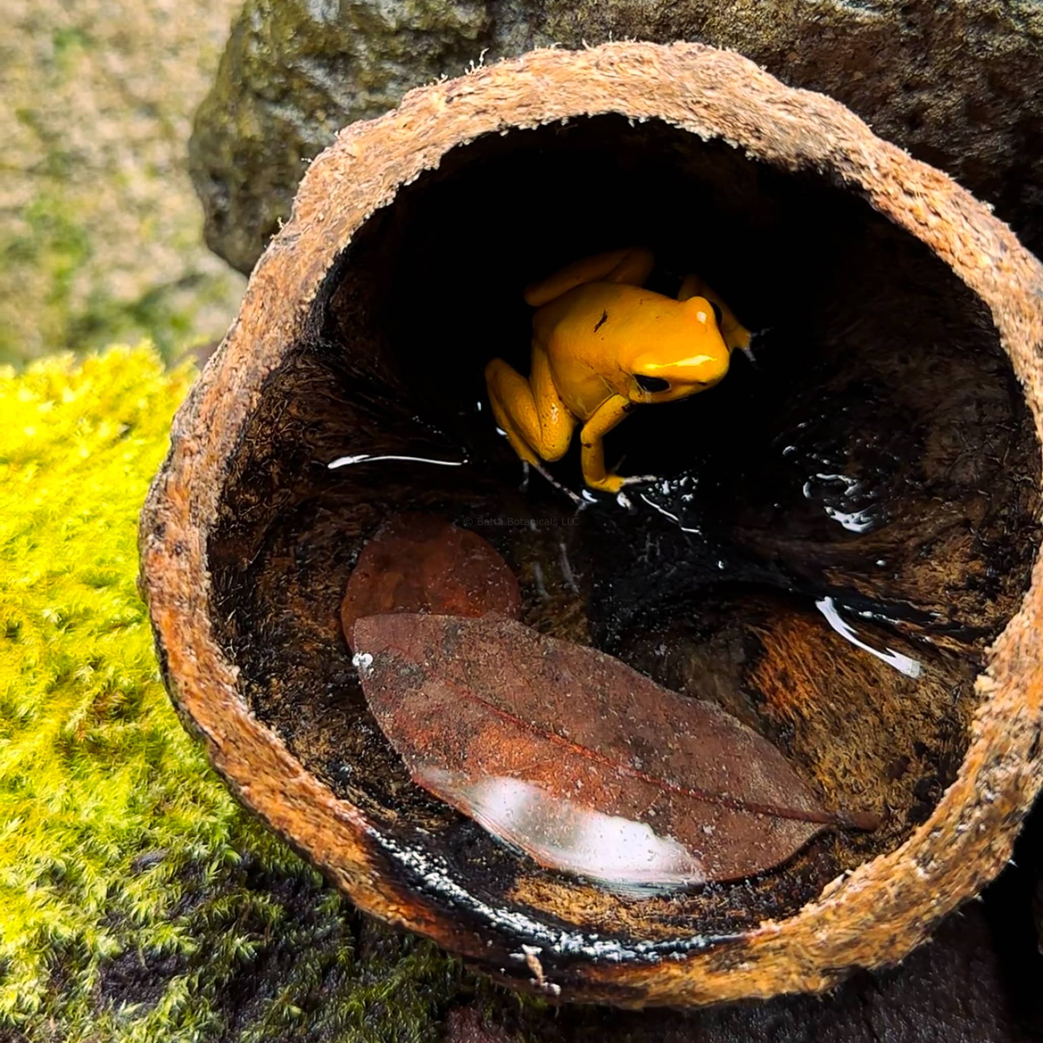 A yellow dart frog sitting in a small pool of water inside of a brown textured ourico seed pod with a leaf and green moss, photographed inside a green house.