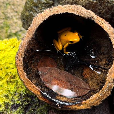 A yellow dart frog sitting in a small pool of water inside of a brown textured ourico seed pod with a leaf and green moss, photographed inside a green house.