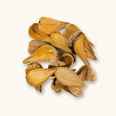 A collection of golden-brown Dregea pods (Dregea volubilis) for blackwater aquariums, photographed on a natural background at Betta Botanicals.