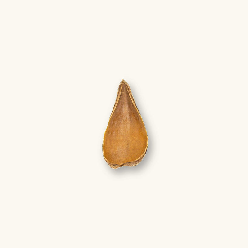 Close-up of tan and brown Dregea pods (Dregea volubilis) showing smooth interior and woody exterior for shrimp tanks, photographed on a natural background at Betta Botanicals.