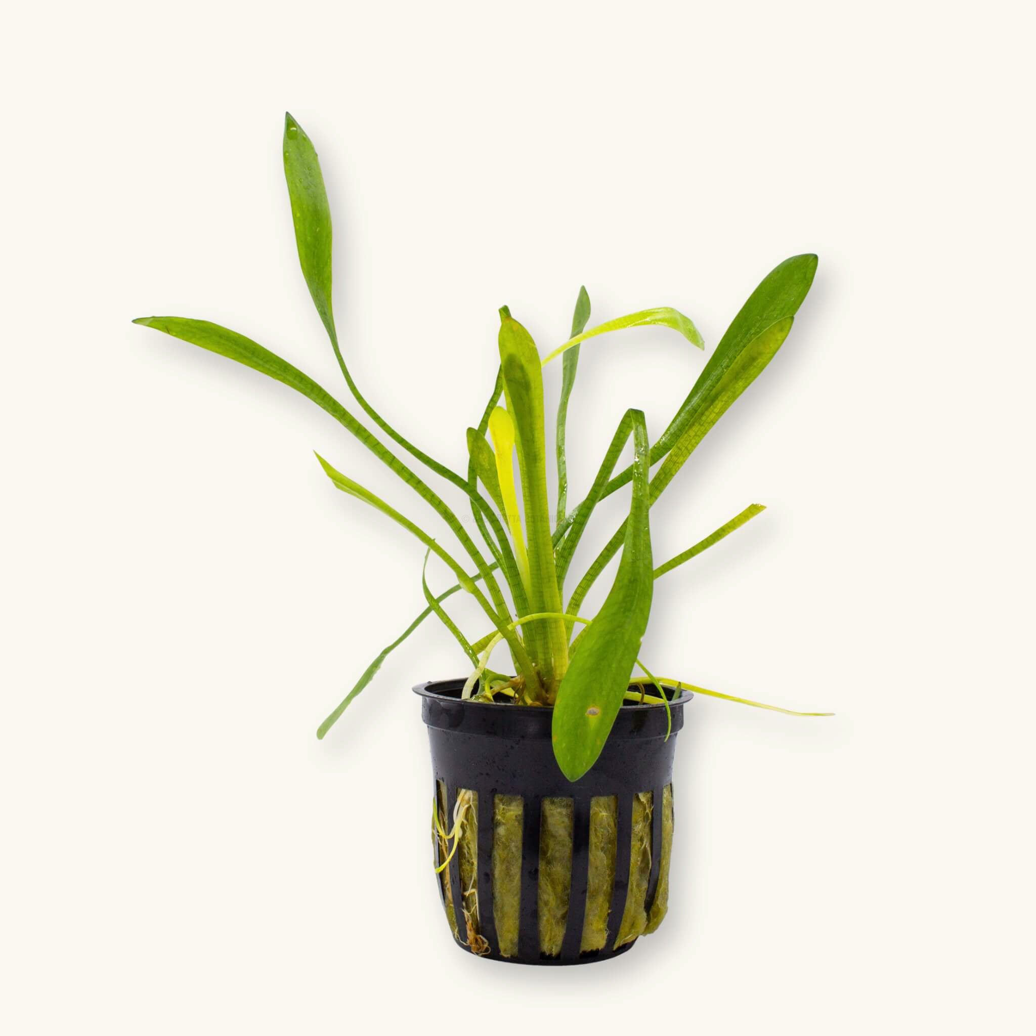 Dwarf Sagittaria (Sagittaria subulata) with narrow, ribbon-like green blades and visible root structure growing from a net pot, providing grazing cover in blackwater aquariums, photographed on a natural background for Betta Botanicals.