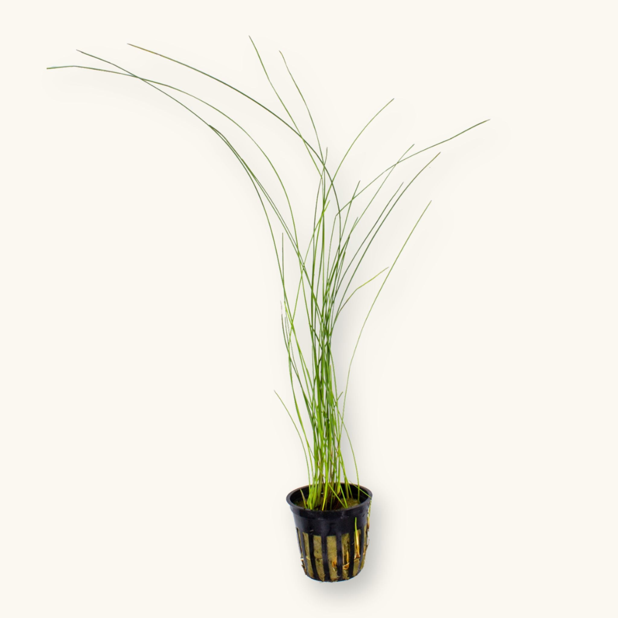 Potted Giant Hairgrass (Eleocharis montevidensis) aquarium plant with long, thin green stems in a black slotted pot, photographed on a natural background for Betta Botanicals.