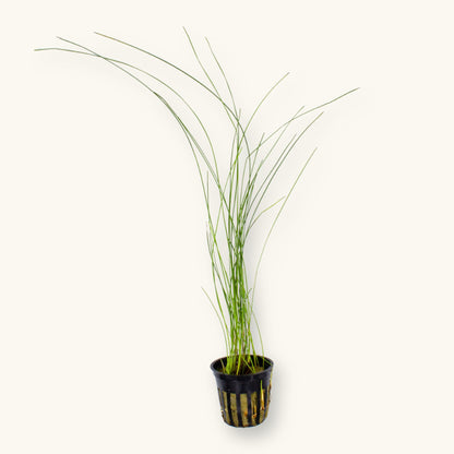 Potted Giant Hairgrass (Eleocharis montevidensis) aquarium plant with long, thin green stems in a black slotted pot, photographed on a natural background for Betta Botanicals.