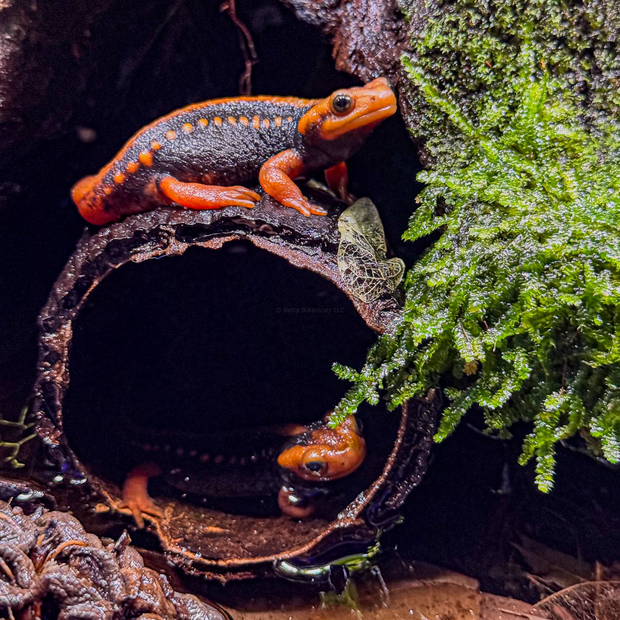 Two black and orange emperor newts resting on a dark bown/black cacao pod inside of a paludarium with green threaded moss. Photographed by Hayley Zimmermann.