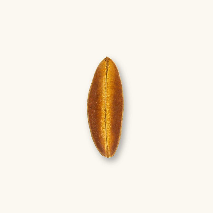 Durable brown and yellow Antiquorum Pods (Euphorbia antiquorum) for biotope aquariums, photographed on a natural background at Betta Botanicals.