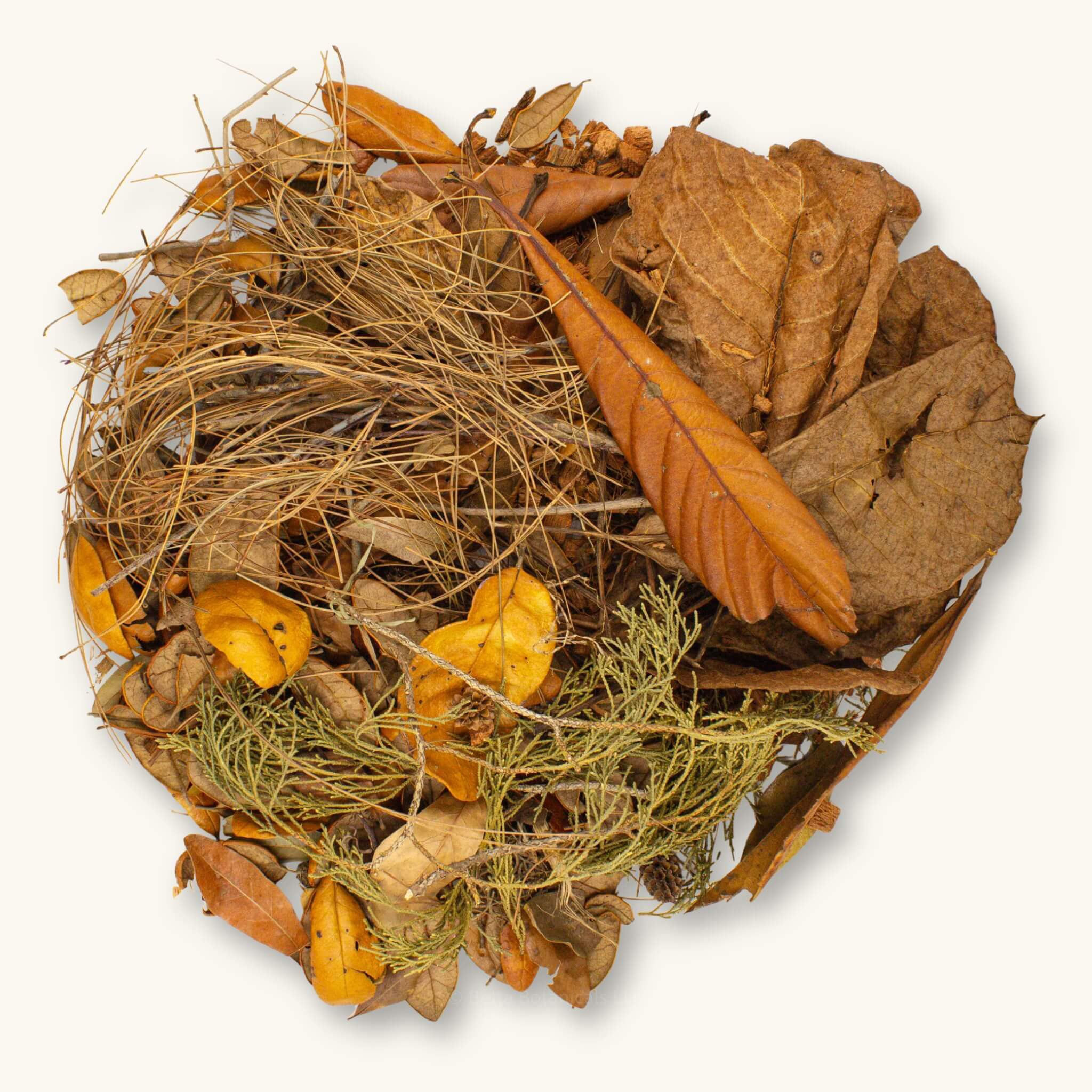 A flat lay of brown, orange, and green leaves, seed pods, and twigs for North American Biotope Aquariums, photographed against a natural background at Betta Botanicals. 