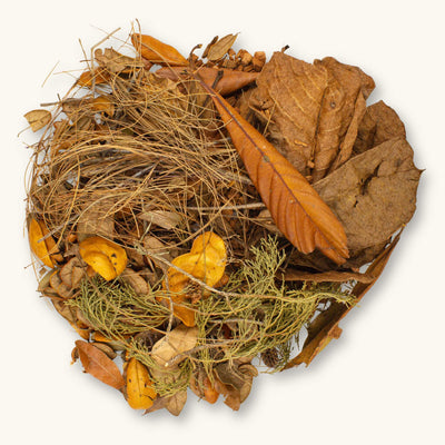 A flat lay of brown, orange, and green leaves, seed pods, and twigs for North American Biotope Aquariums, photographed against a natural background at Betta Botanicals. 
