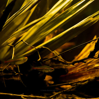 A glowlight tetra with silver, orange, and red tones swimming among excelsa palm fronds and leaf litter for blackwater aquariums, photographed by Ryan Schmidt for Betta Botanicals.