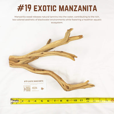 Exotic Manzanita | WYSIWYG Pieces