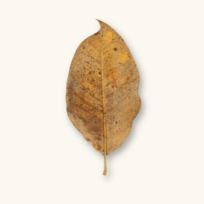 An extra-large brown and tan magnolia leaf for biotope aquariums, photographed on a natural background at Betta Botanicals.