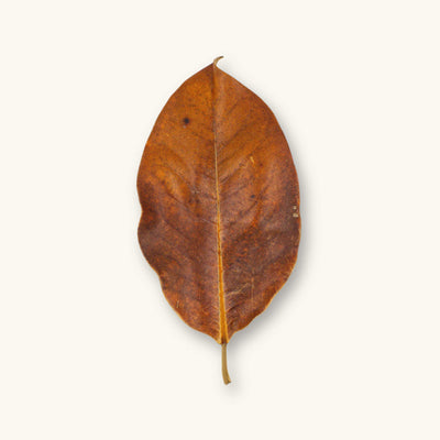 An extra-large brown and tan magnolia leaf for blackwater aquariums, photographed on a natural background at Betta Botanicals.