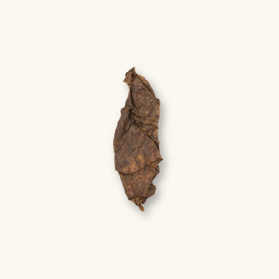 A single curled dark brown fermented Indian almond leaf (Terminalia catappa) for biotope aquariums, photographed on a natural background at Betta Botanicals.