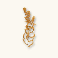 A dried light-brown fern frond (Pteridium sp.) for blackwater aquariums, photographed on a natural background at Betta Botanicals.