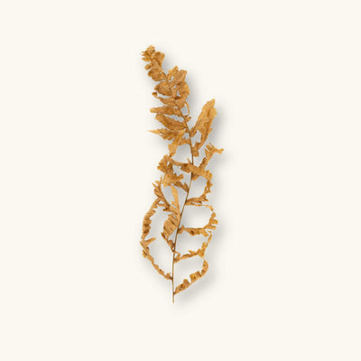 A dried light-brown fern frond (Pteridium sp.) for blackwater aquariums, photographed on a natural background at Betta Botanicals.