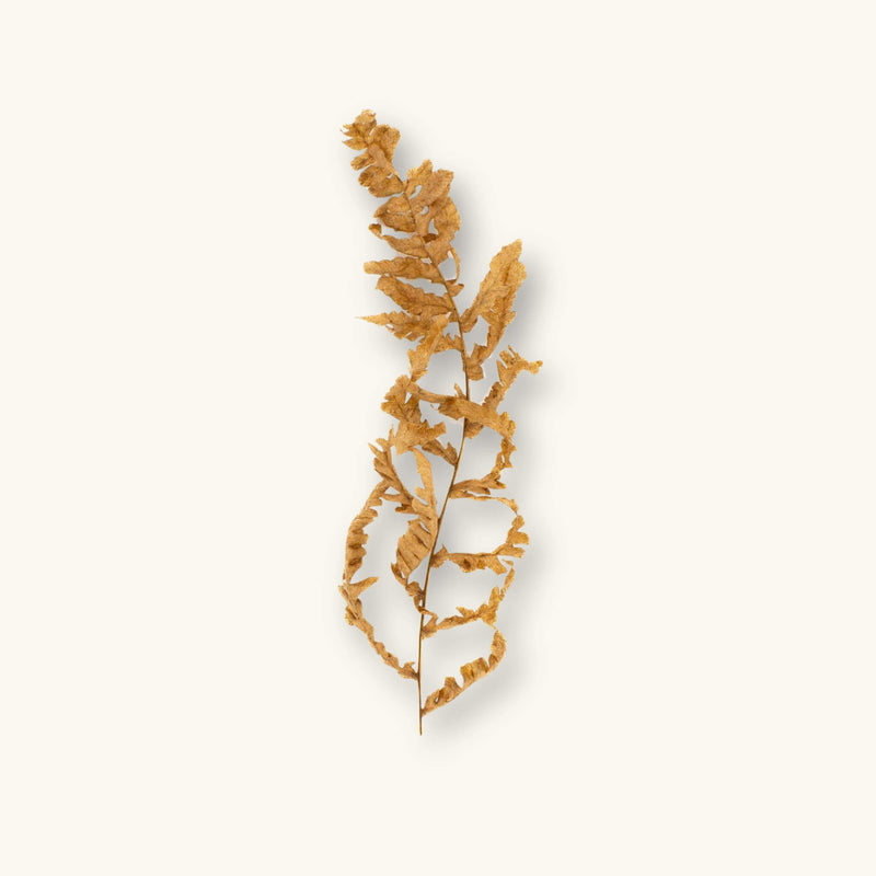 A dried light-brown fern frond (Pteridium sp.) for blackwater aquariums, photographed on a natural background at Betta Botanicals.
