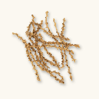 Light tan fishtail palm stems (Caryota mitis) resembling twig-like stalks for blackwater aquariums, photographed on a natural background at Betta Botanicals.