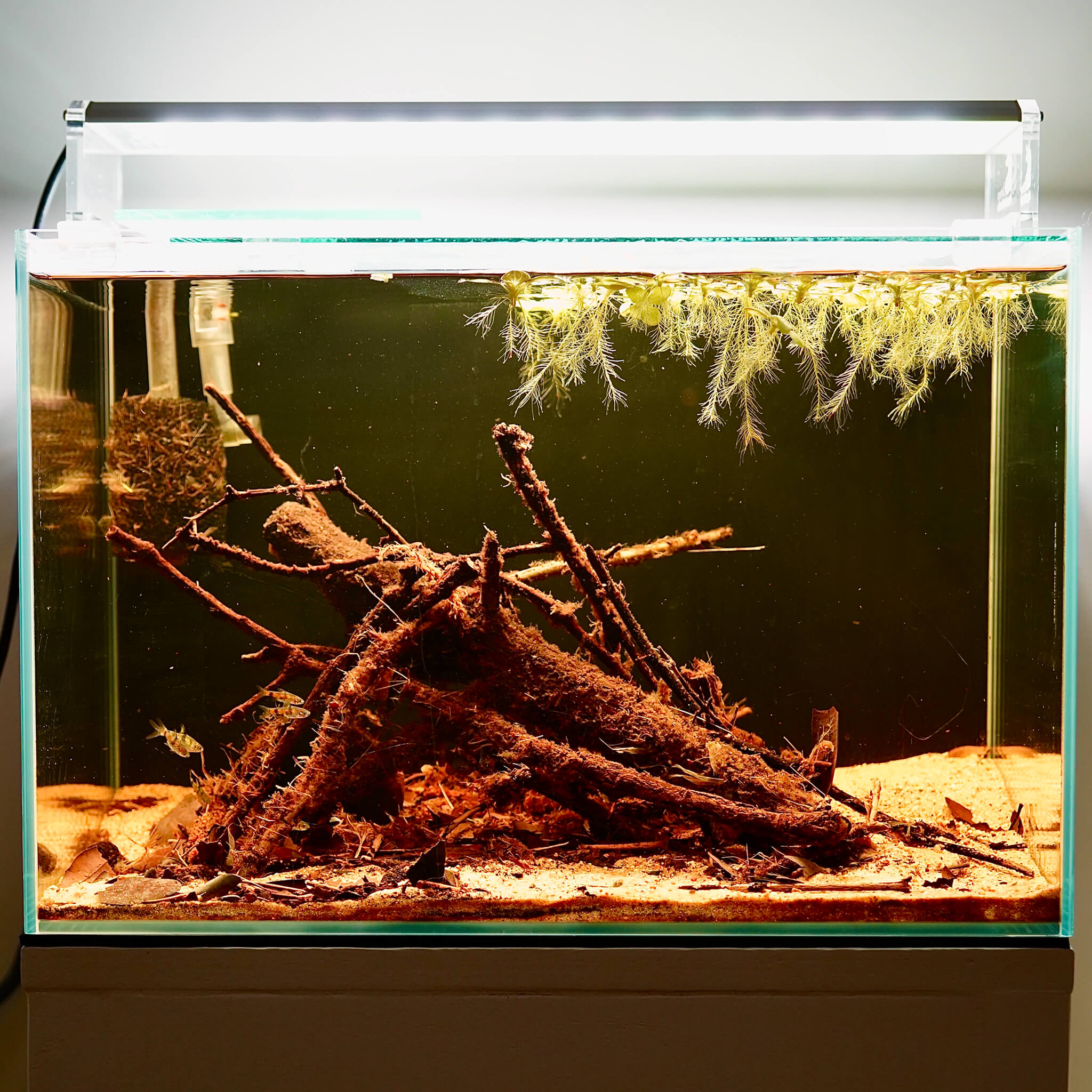 Bucephalandra sp. Brownie for Blackwater Aquarium | Betta Botanicals