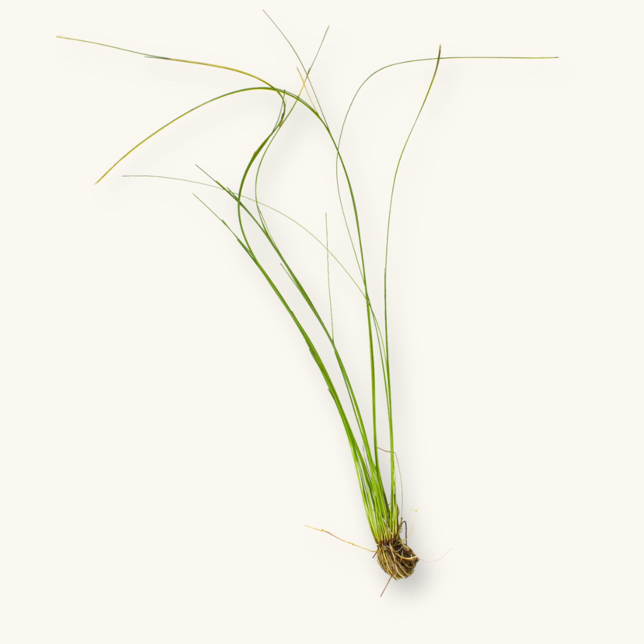 Bare root Giant Hairgrass (Eleocharis montevidensis) aquarium plant showing thin, tall green stems and roots, photographed on a natural background for Betta Botanicals.