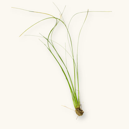 Bare root Giant Hairgrass (Eleocharis montevidensis) aquarium plant showing thin, tall green stems and roots, photographed on a natural background for Betta Botanicals.