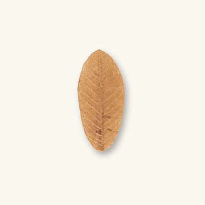 A single brown guava leaf (Psidium guajava) for vivariums, photographed on a natural background at Betta Botanicals.