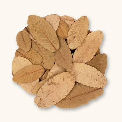 A group of tan to light brown guava leaves (Psidium guajava) for blackwater aquariums, photographed on a natural background at Betta Botanicals.