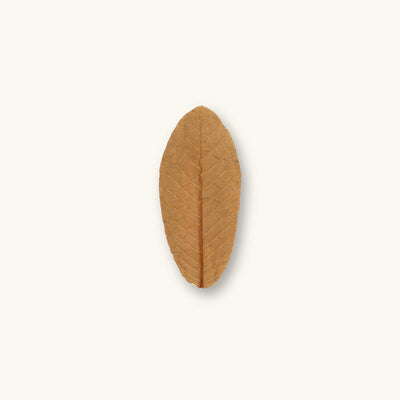 A single tan and slightly green guava leaf (Psidium guajava) for aquariums, photographed on a natural background at Betta Botanicals.