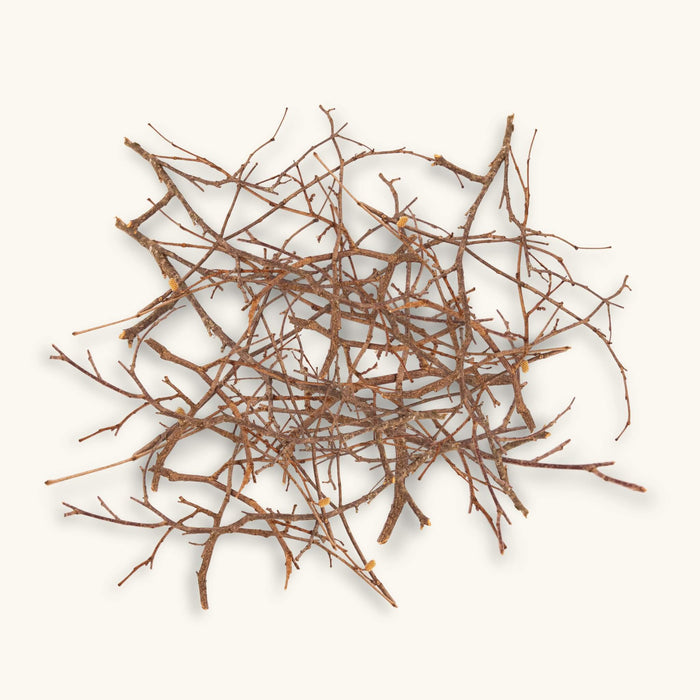 Dark brown and black hazelnut twigs from Betta Botanicals showcasing their branching and intricate structure for blackwater betta fish tanks.