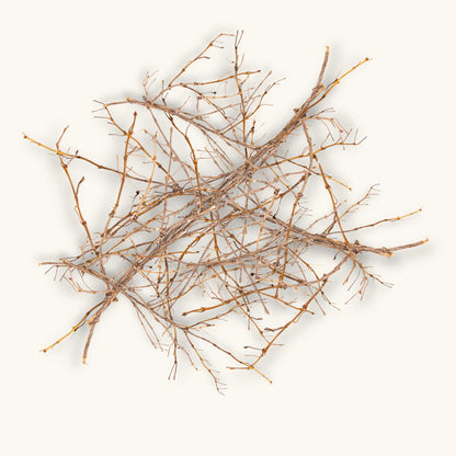 Honeysuckle twigs from Betta Botanicals with their light brown and grey color with delicate branching network for blackwater betta fish aquariums.