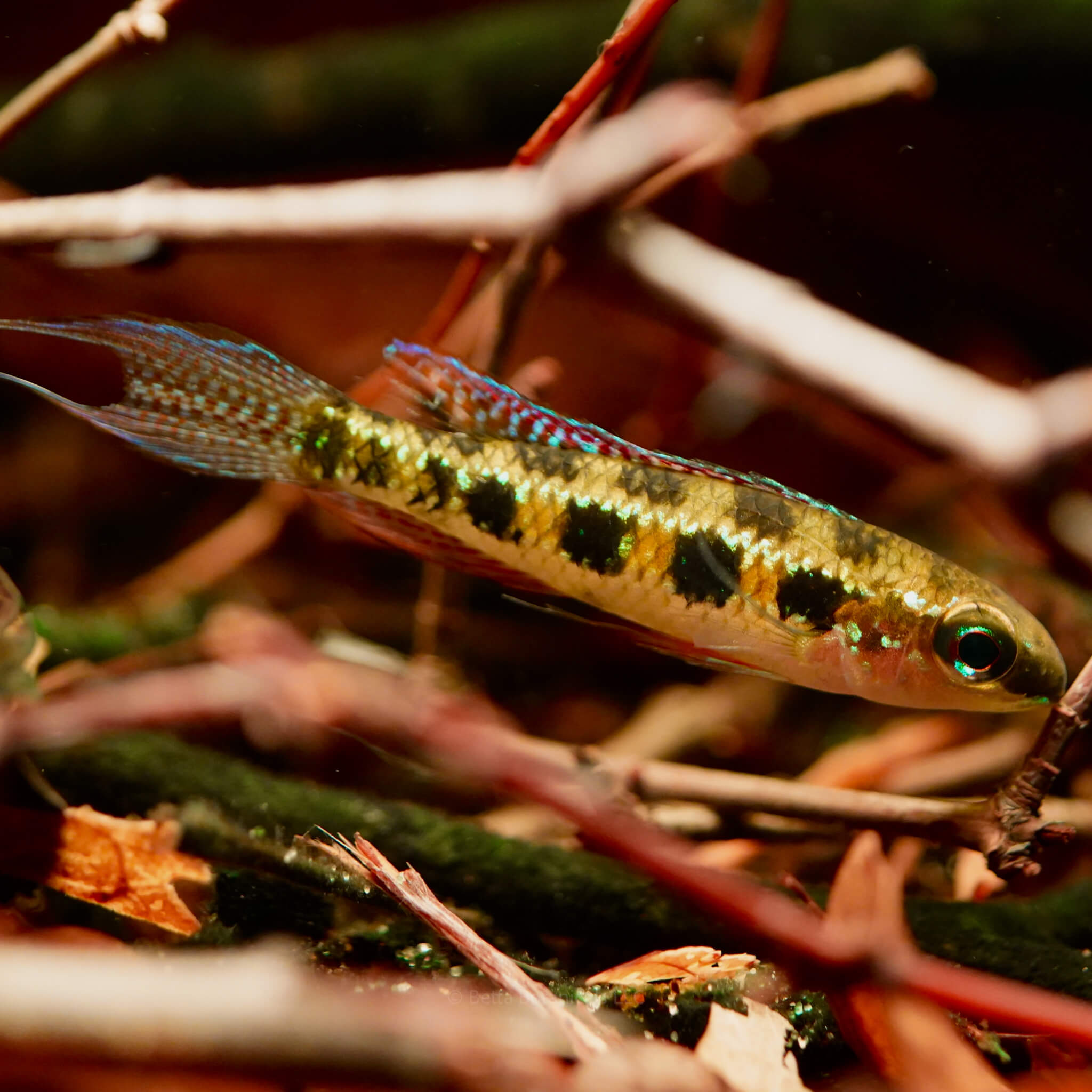 A checkerboard cichlid displaying gold, black, and red patterning among honeysuckle twigs and leaf litter in a blackwater aquarium, photographed by Ryan Schmidt for Betta Botanicals.