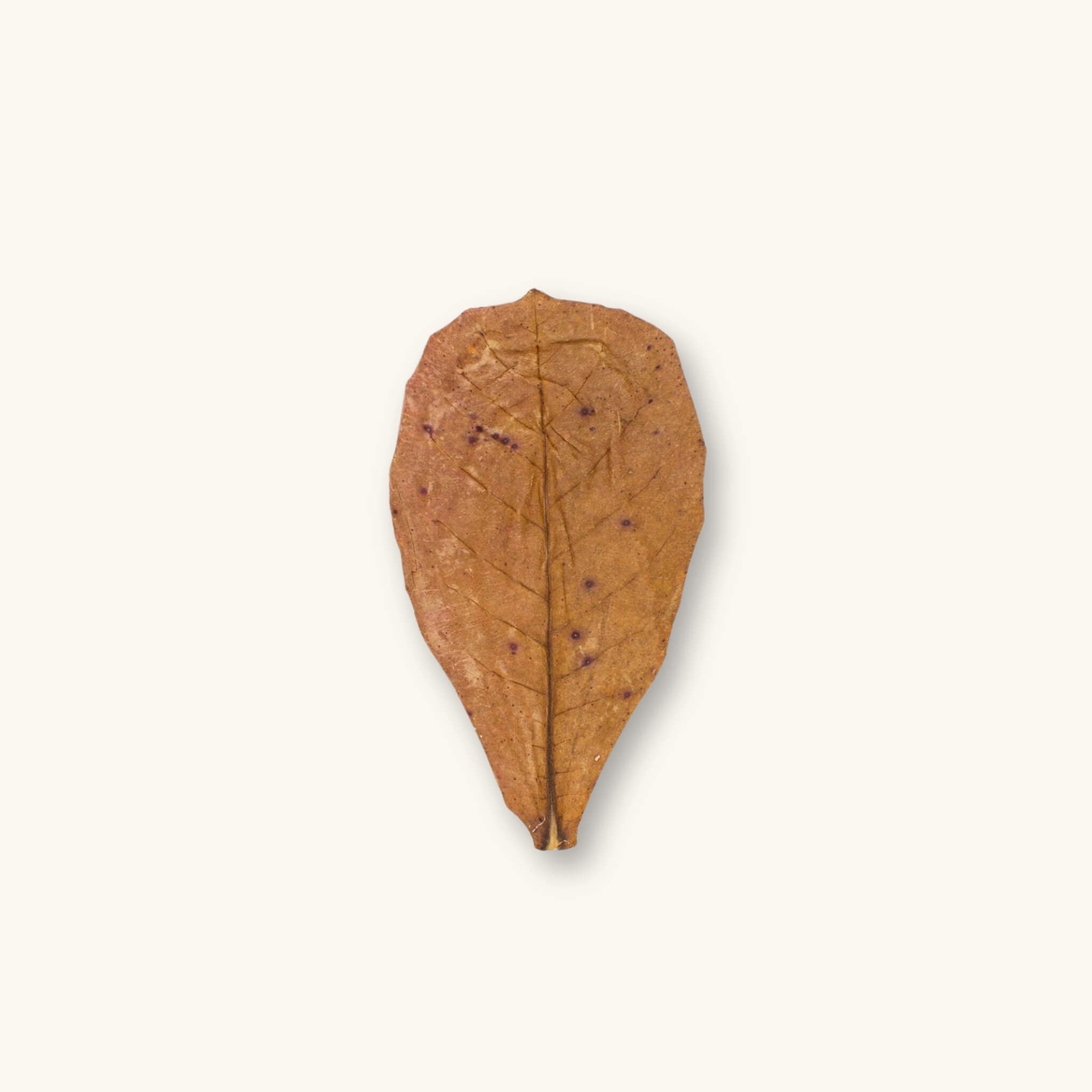 A single brown and tan Indian Almond Catappa leaf (Terminalia catappa) for dart frog vivariums, photographed on a natural background at Betta Botanicals.