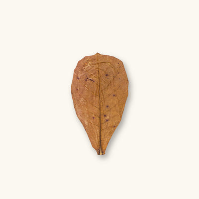 A single brown and tan Indian Almond Catappa leaf (Terminalia catappa) for dart frog vivariums, photographed on a natural background at Betta Botanicals.
