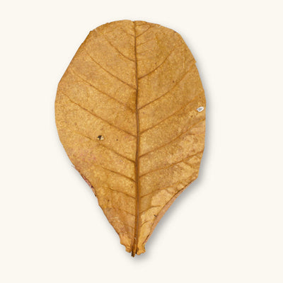 A single dried orange-brown Catappa leaf (Terminalia catappa) for blackwater aquariums, photographed on a natural background at Betta Botanicals.