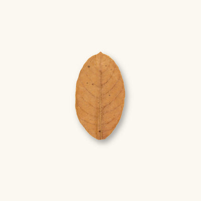 A single oval-shaped jackfruit leaf in golden brown (Artocarpus heterophyllus) for biotope aquariums, photographed on a natural background at Betta Botanicals.