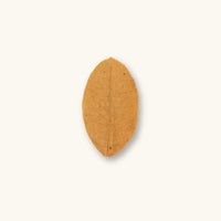 A single brown and golden jackfruit leaf (Artocarpus heterophyllus) for blackwater aquariums, photographed on a natural background at Betta Botanicals.