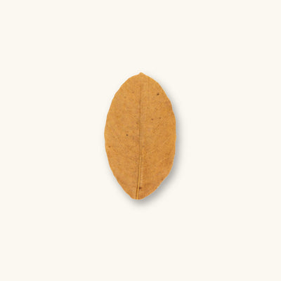 A single brown and golden jackfruit leaf (Artocarpus heterophyllus) for blackwater aquariums, photographed on a natural background at Betta Botanicals.