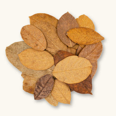 Several jackfruit leaves in light and dark brown hues (Artocarpus heterophyllus) for blackwater aquariums, photographed on a natural background at Betta Botanicals.