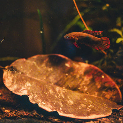 A Betta uberis with red fins swimming above a reddish-brown jambolan leaf with biofilm patches and torn edges, resting on leaf litter and fine detritus substrate, photographed in a blackwater aquarium by Paul Kalifatidi for Betta Botanicals.