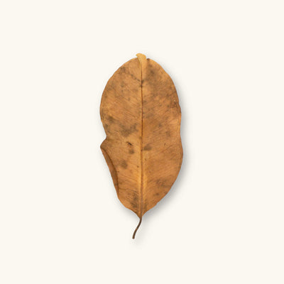 A single light to medium brown jambolan leaf (Syzygium cumini) with natural black speckling for blackwater aquariums, photographed on a natural background at Betta Botanicals.