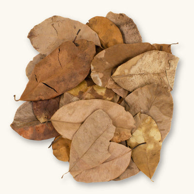 A group of light and medium brown jambolan leaves (Syzygium cumini) with varied speckling and texture for blackwater aquariums, photographed on a natural background at Betta Botanicals.