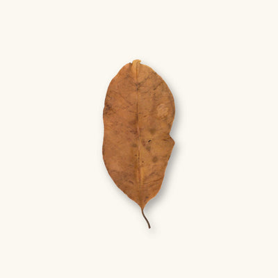 A medium brown jambolan leaf (Syzygium cumini) showing subtle texture and natural drying patterns for blackwater aquariums, photographed on a natural background at Betta Botanicals.