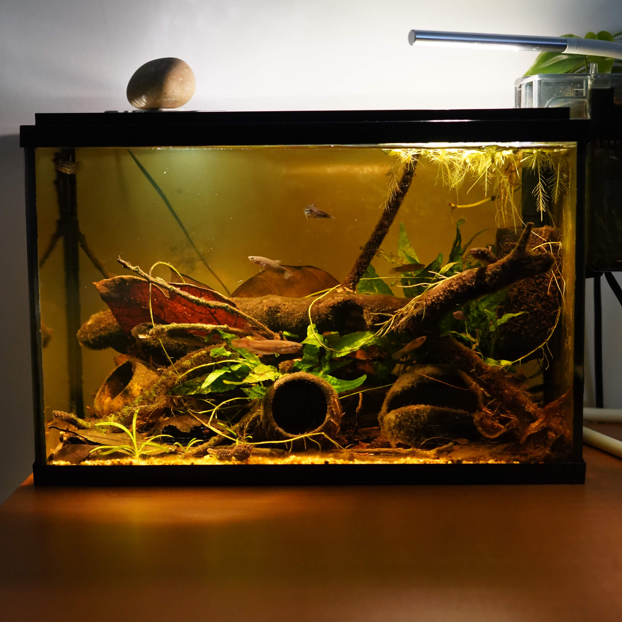 Bucephalandra Mini Boyan for Blackwater Aquariums | Betta Botanicals